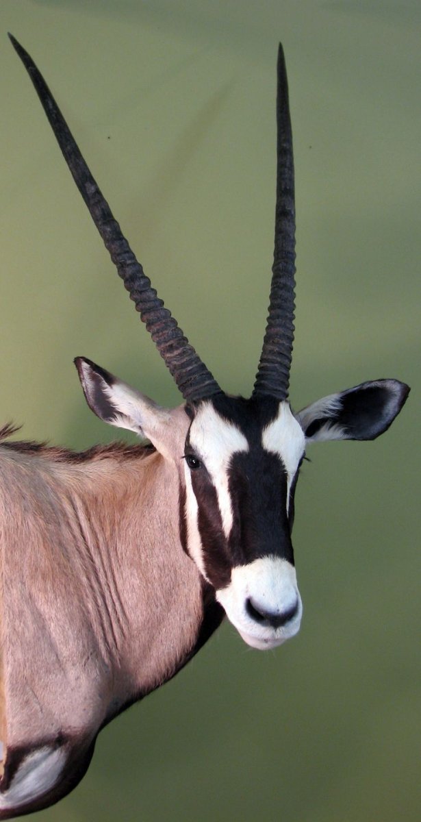 Африкан. Антилопа Орикс