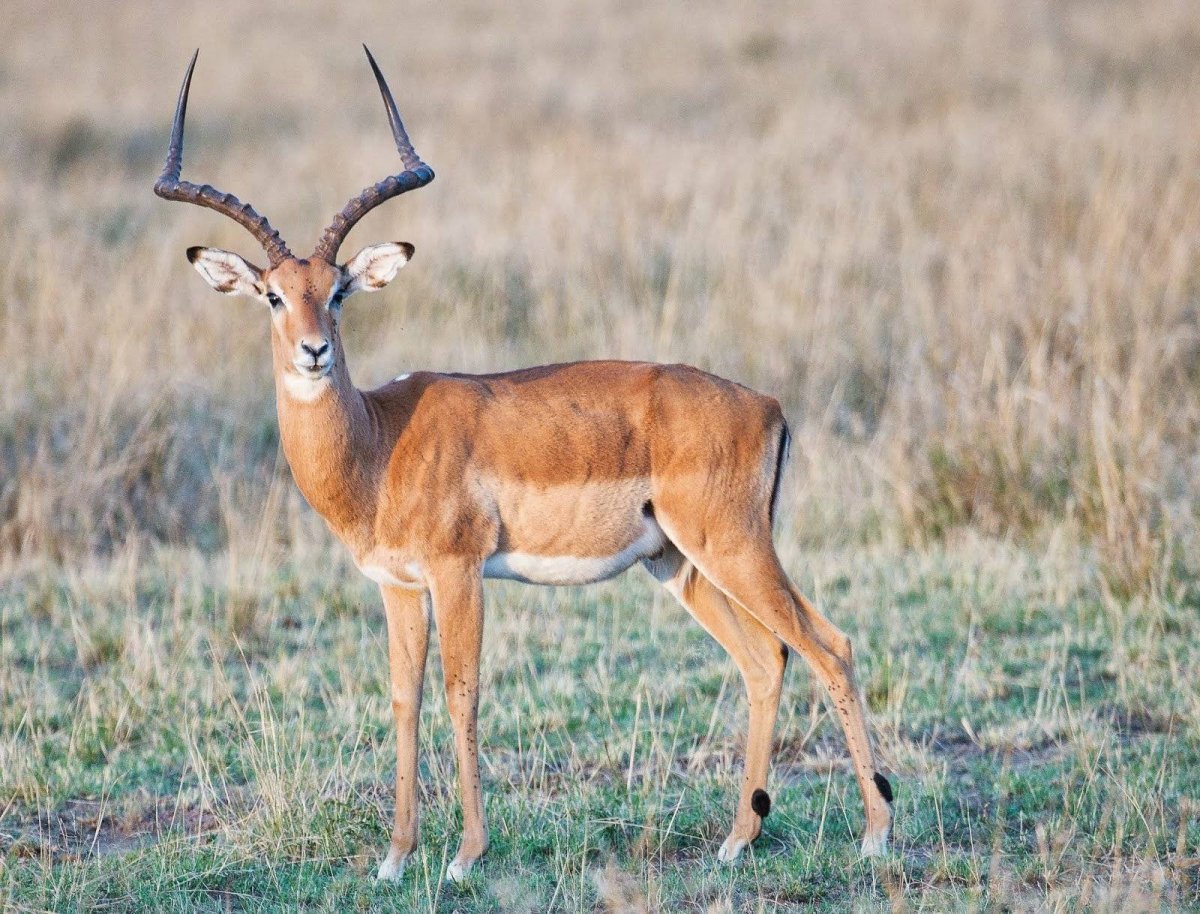 Газель геренук