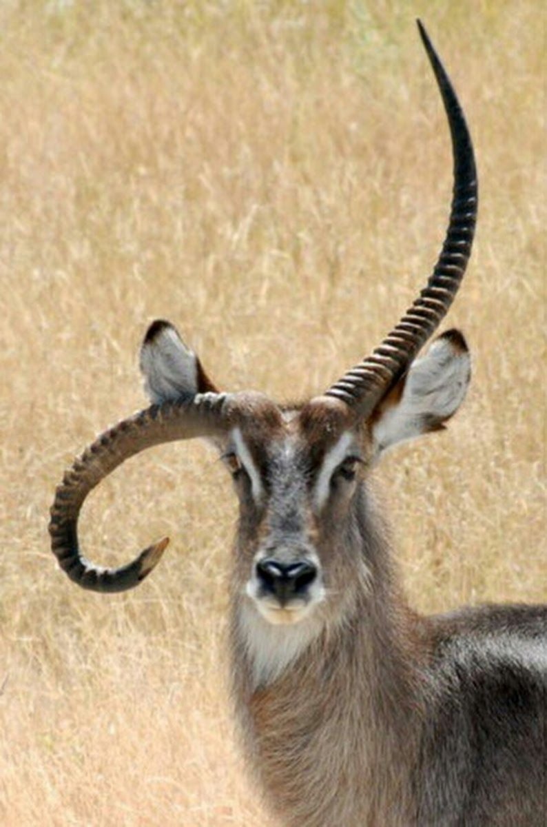 Животные с рогами