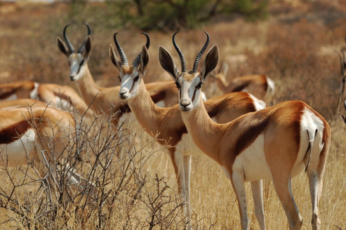 Антилопа Спрингбок