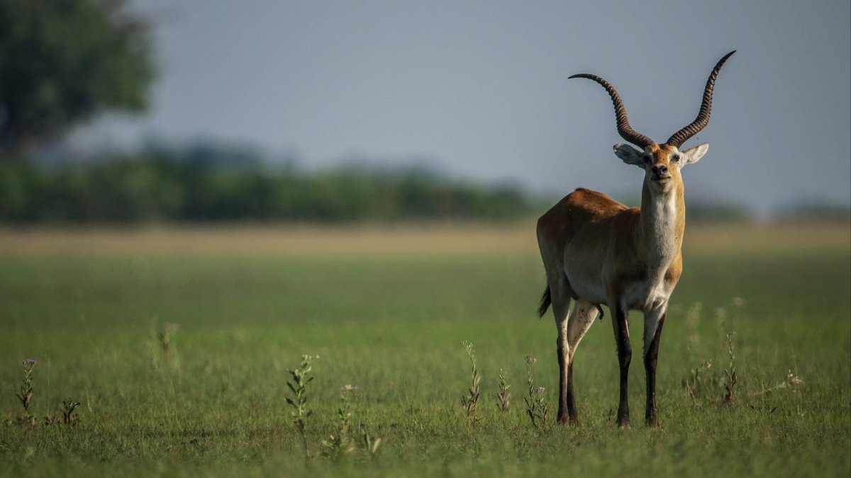 Антилопа личи