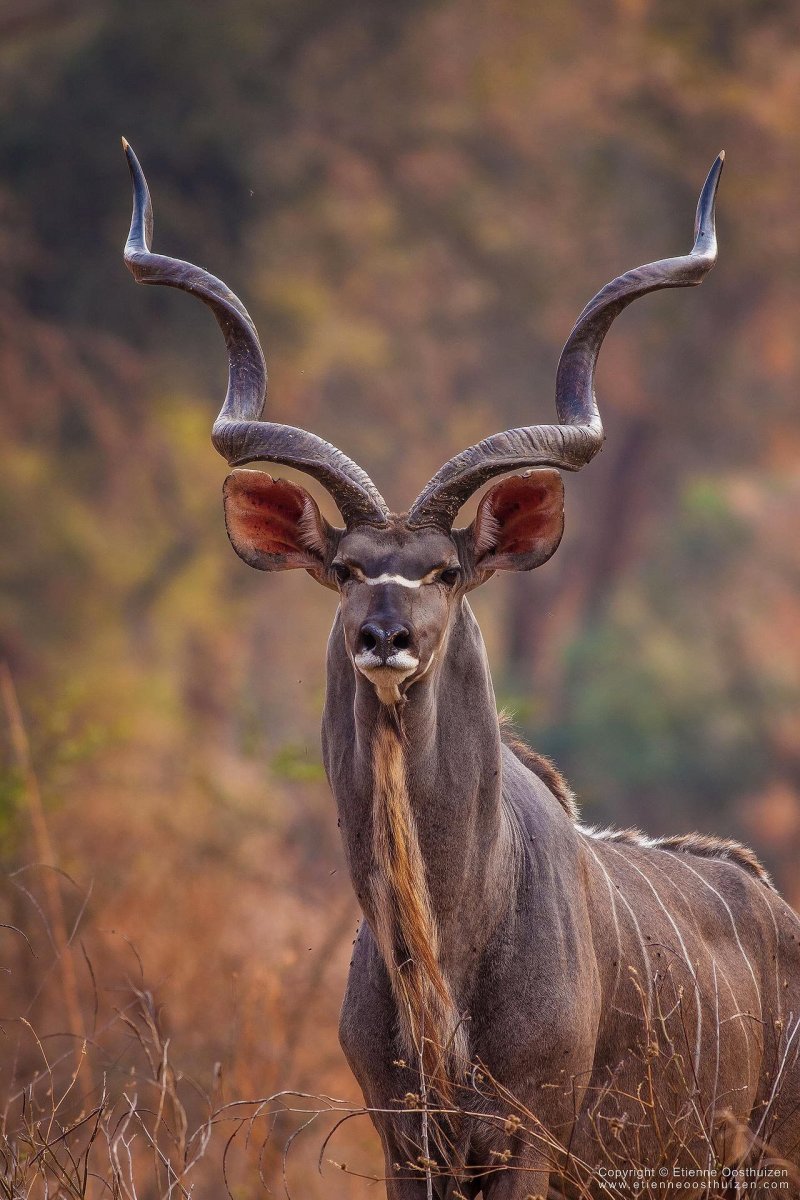 Винторогая антилопа куду