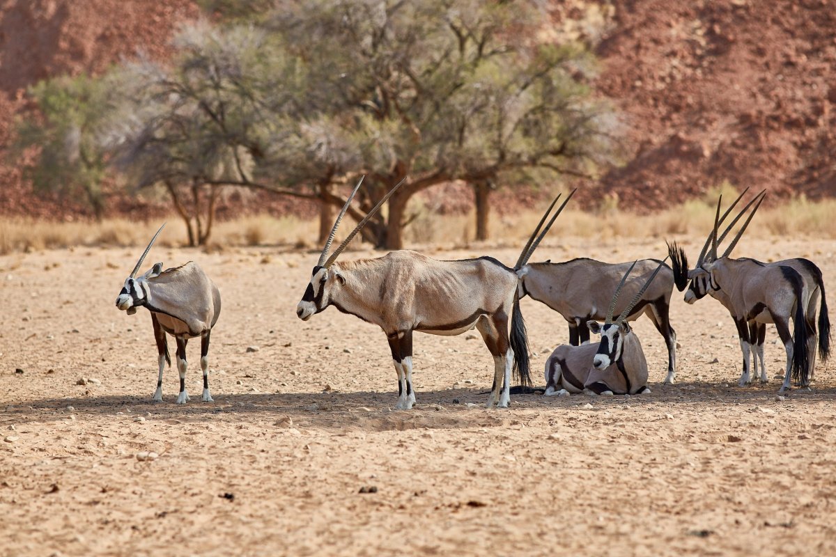 Антилопа и Шейх