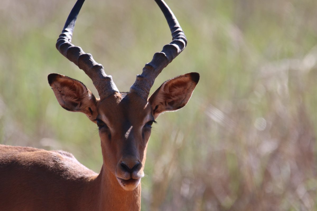 Винторогая антилопа