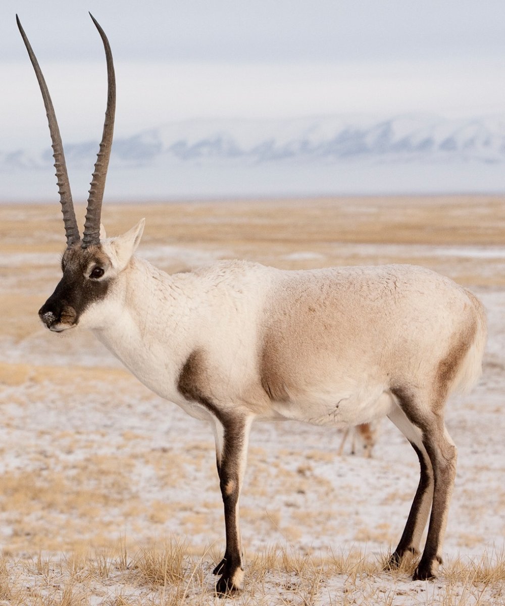 Оронго Тибет