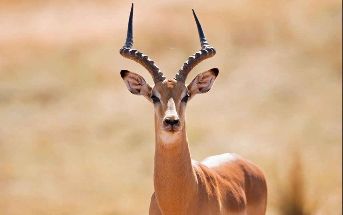 Рога антилопы Импала