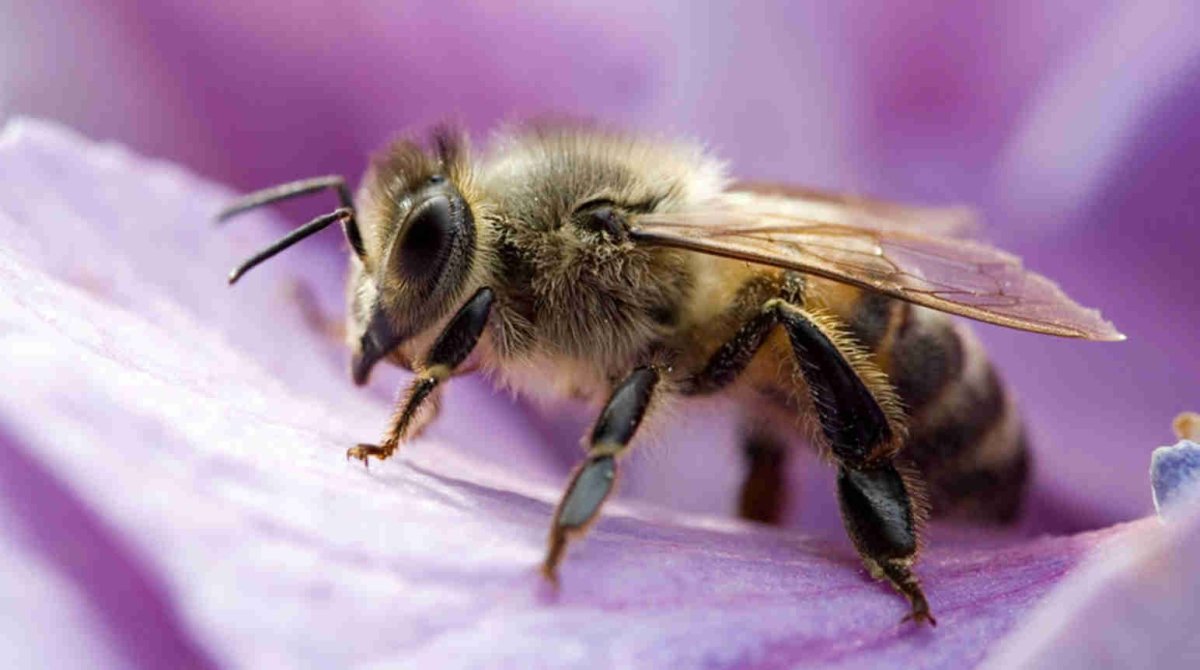 Пушистая пчела