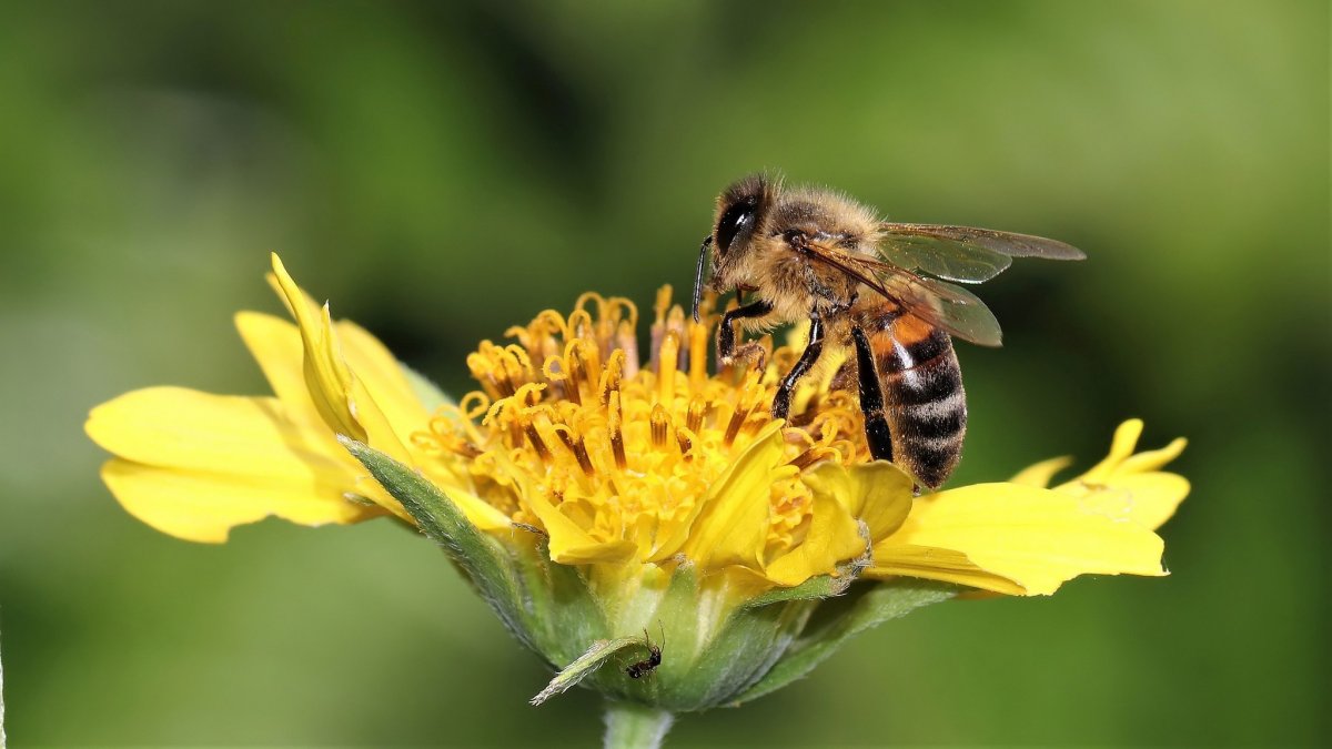 Цветы для пчеловодства