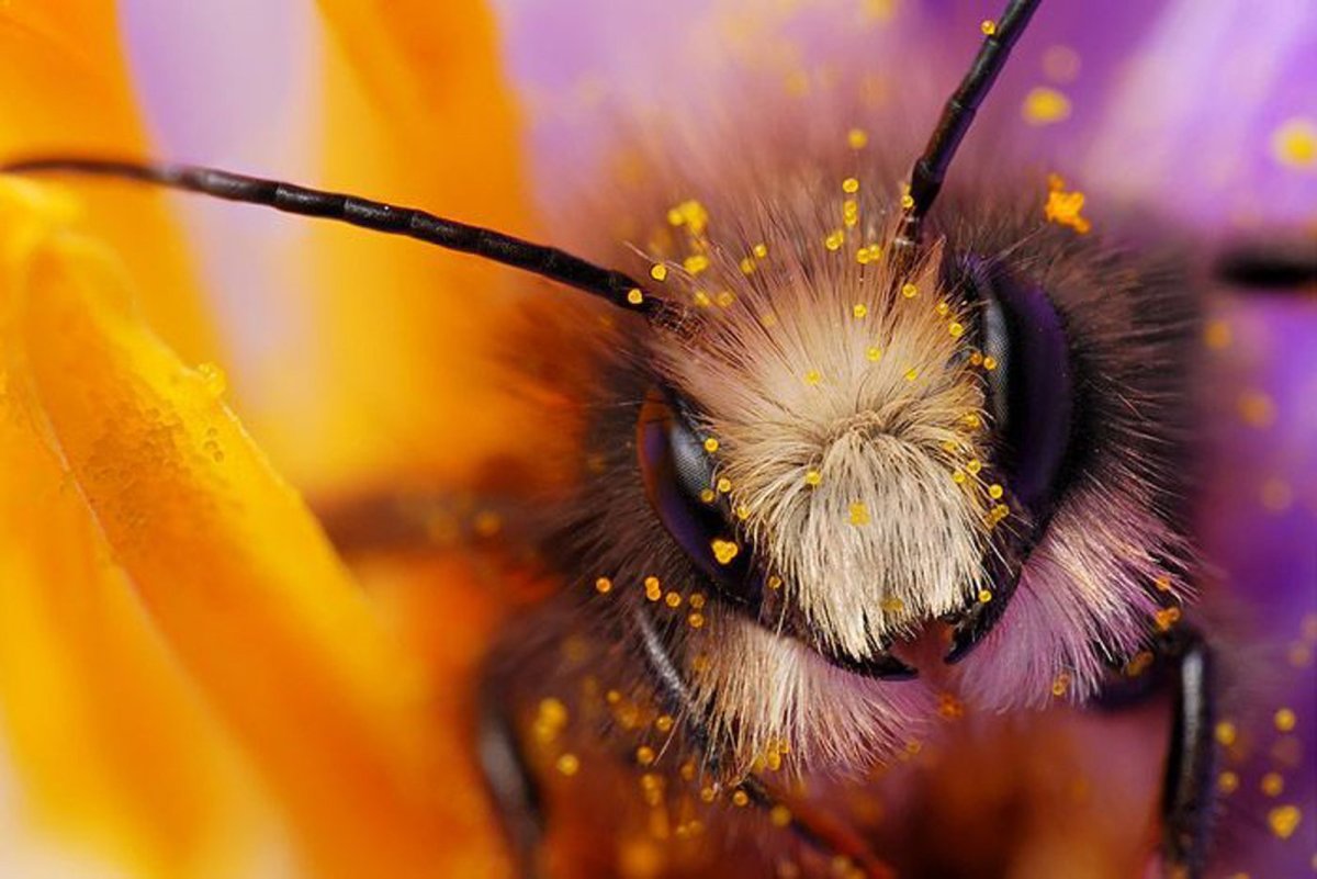 Шмель макро