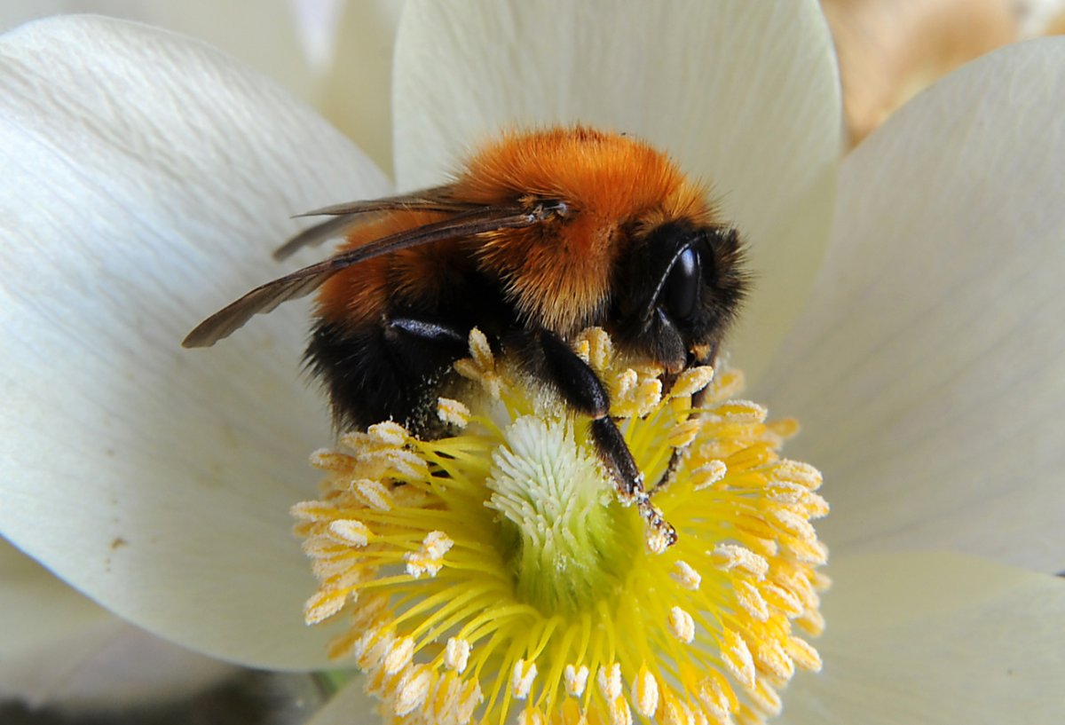 Bombus Bombus Шмель