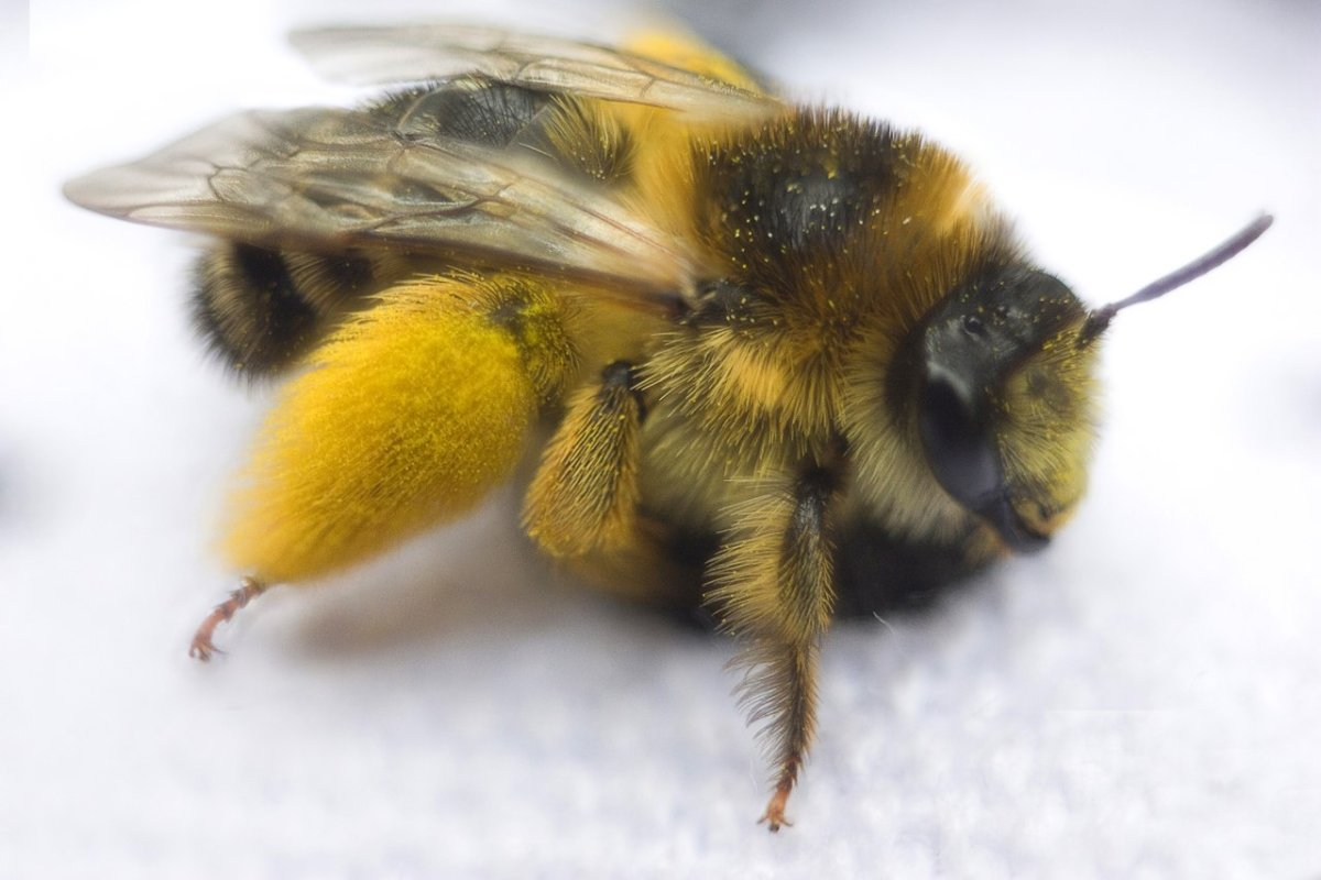 Тулупчатый Шмель