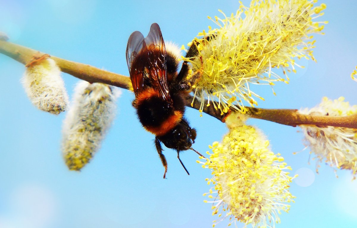 Пчела на вербе