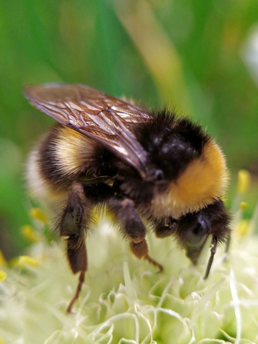 Шмель трубач