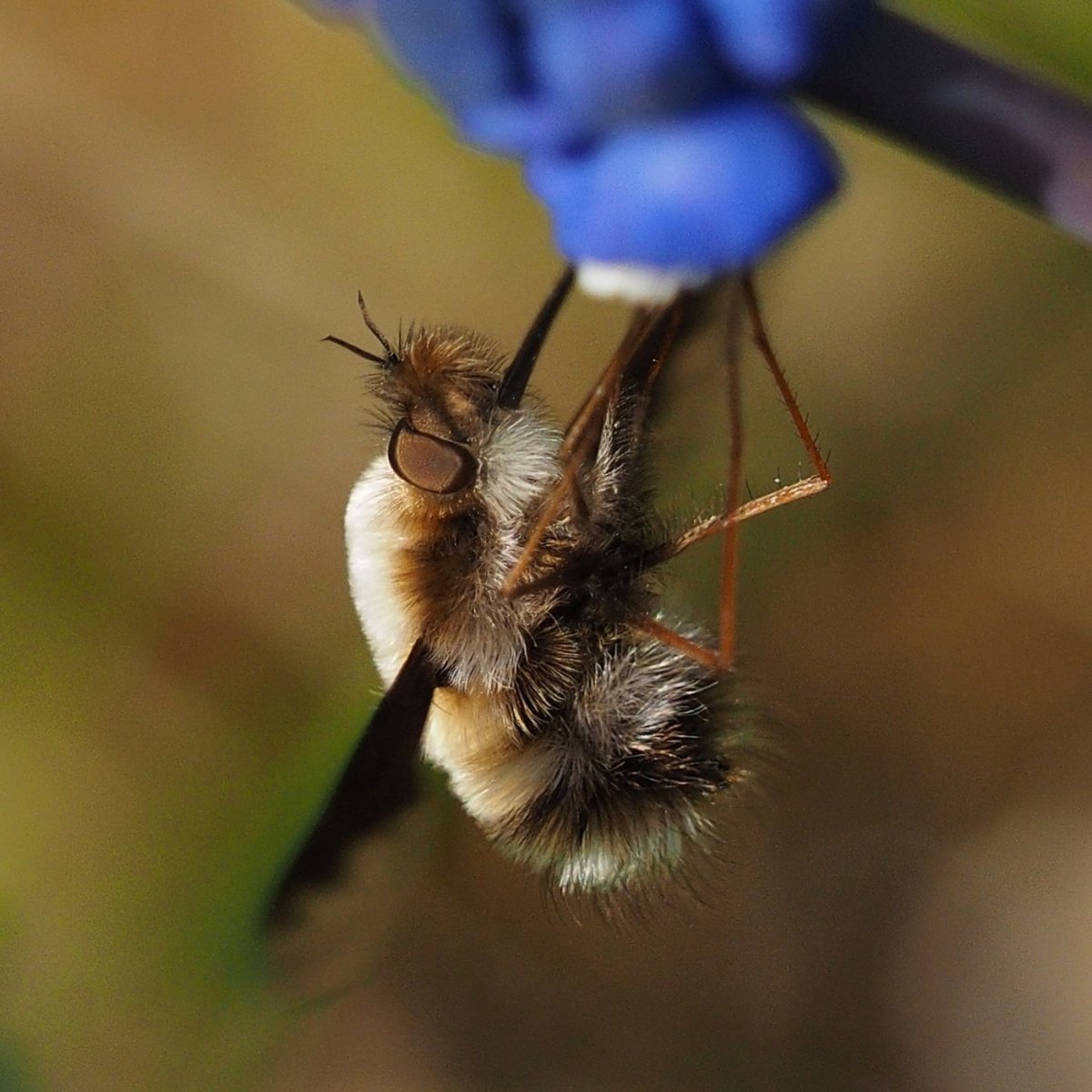 Жужжало большое- Bombylius Major Linnaeus,1758