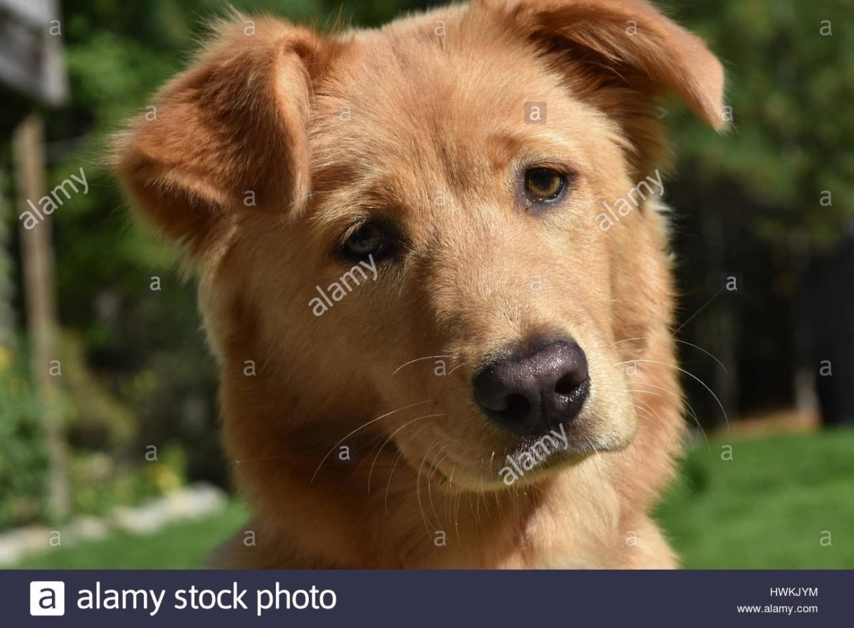 Рыжая дворняга