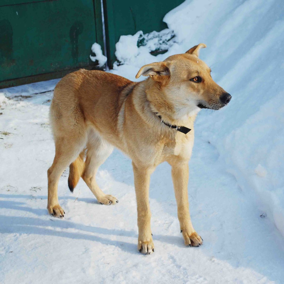 Американский Чинук собака