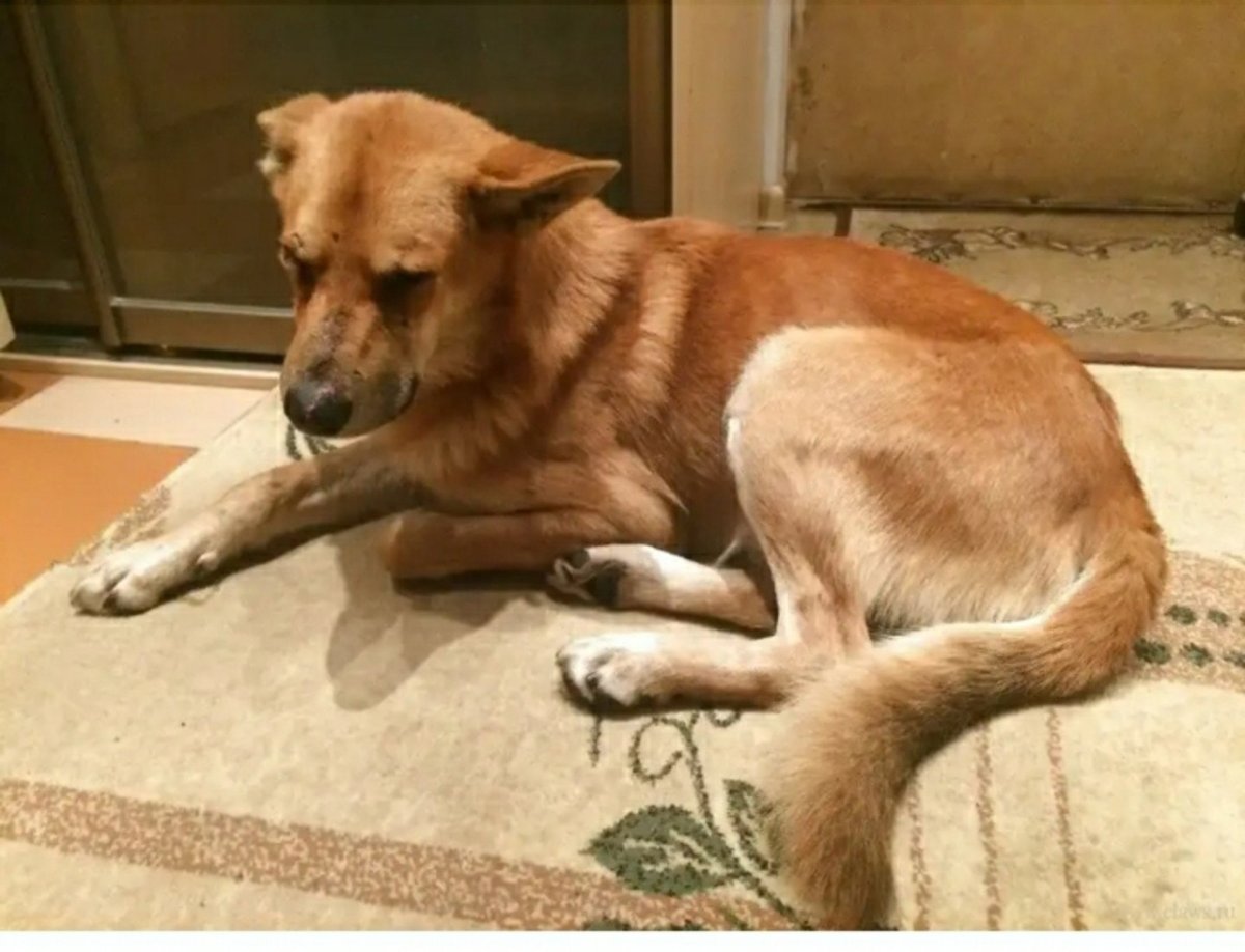 Дворняга рыжая короткошерстная