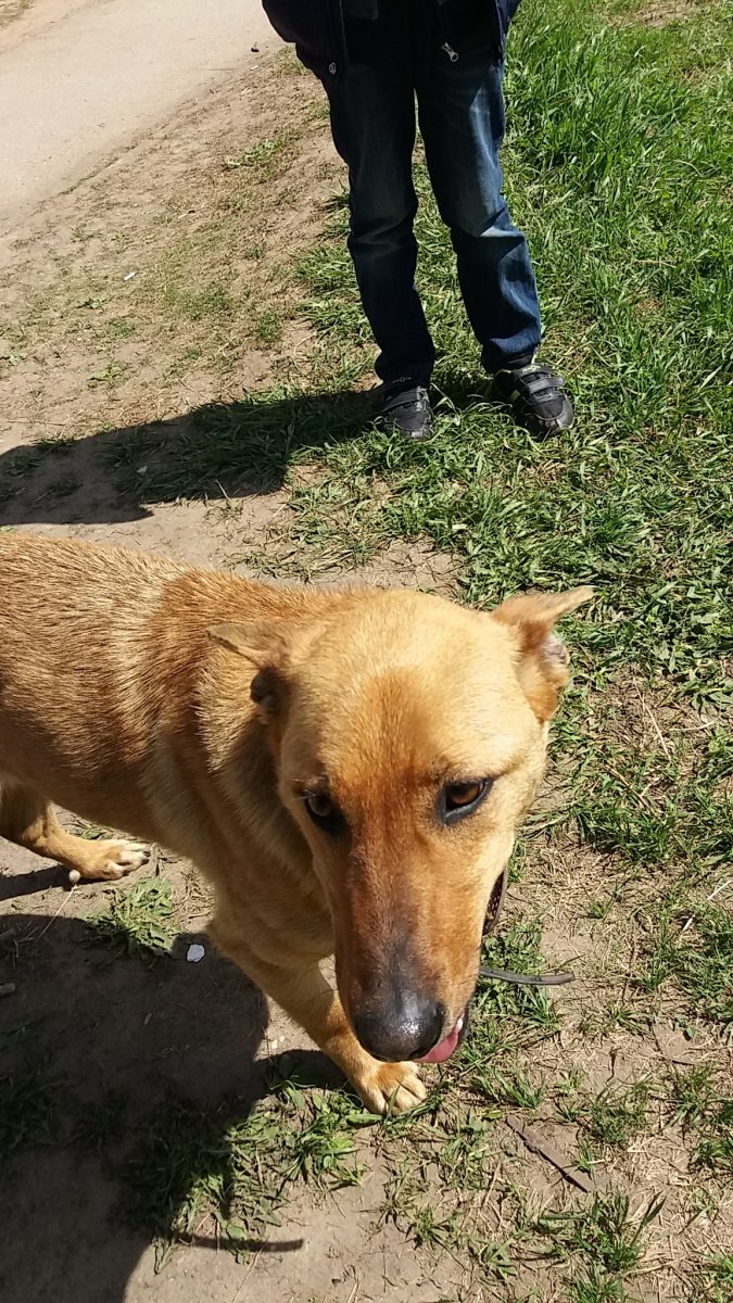 Двортерьер собака рыжая