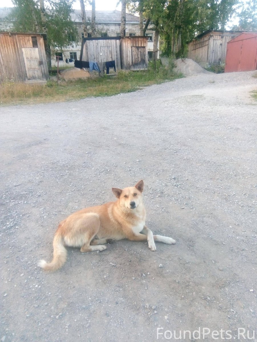 Седой пес дворняга