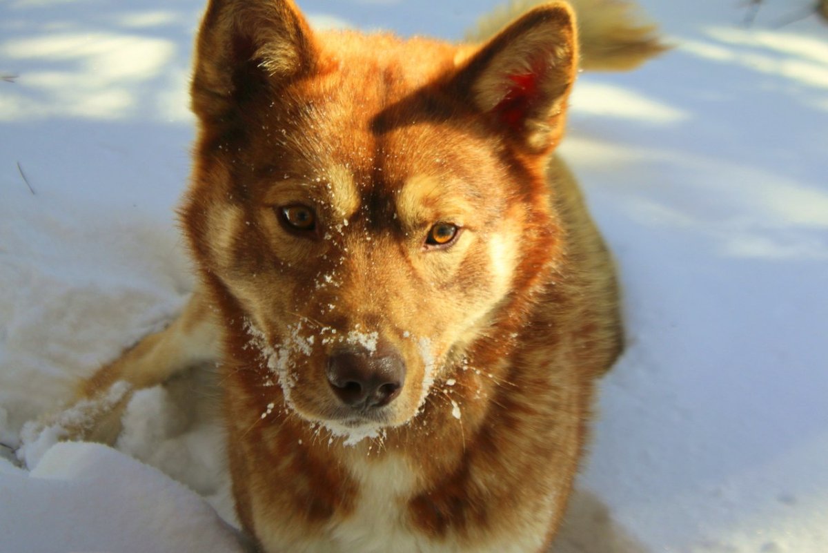 Бим рыжий дворняжка