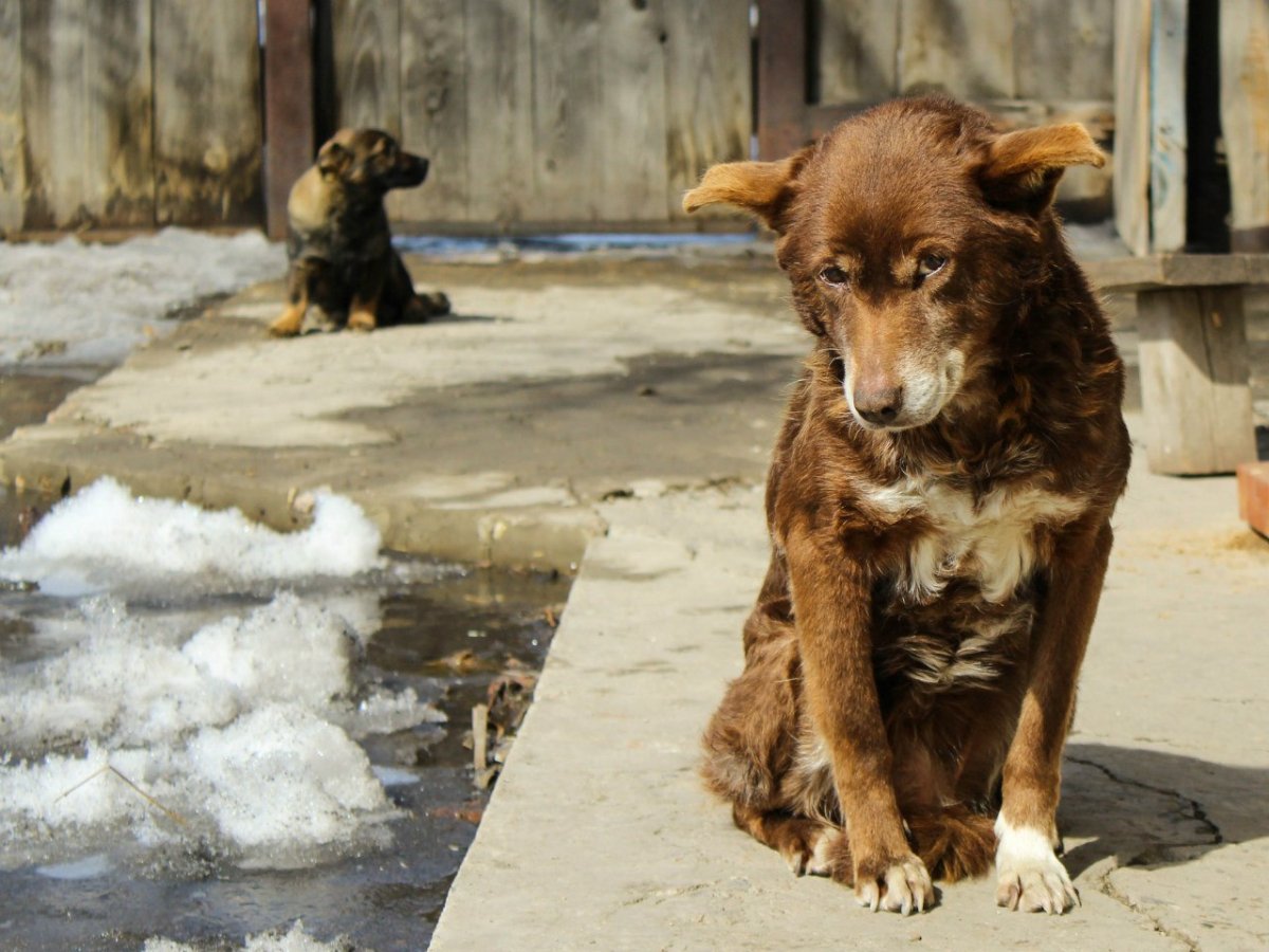Рыжая дворняжка