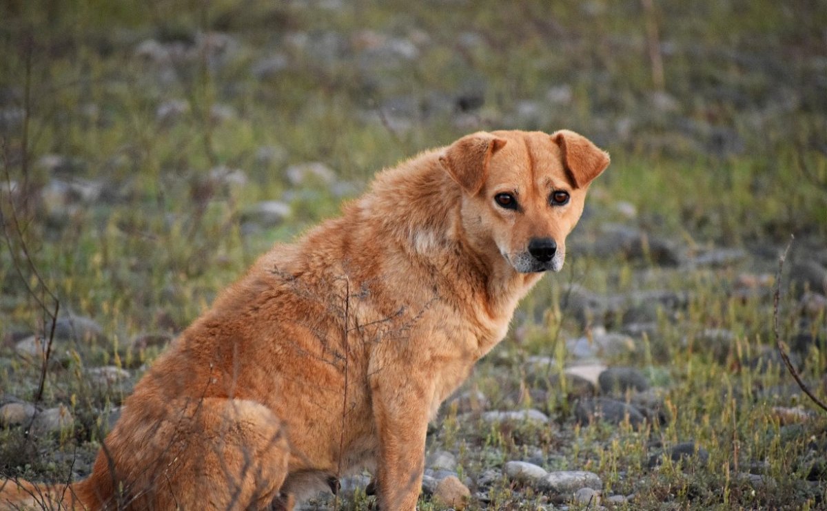 Бродячая рыжая собака