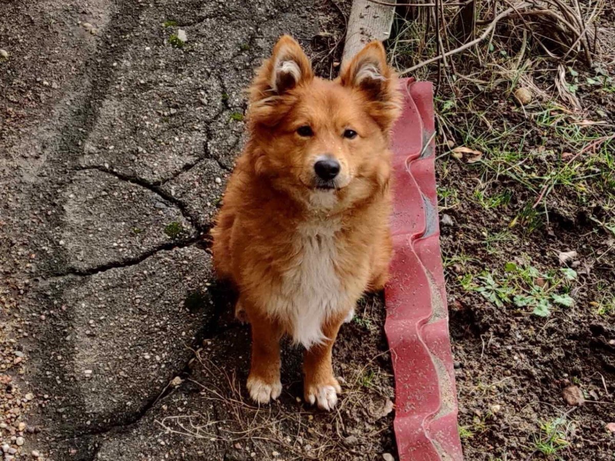 Маленькая рыжая дворняжка