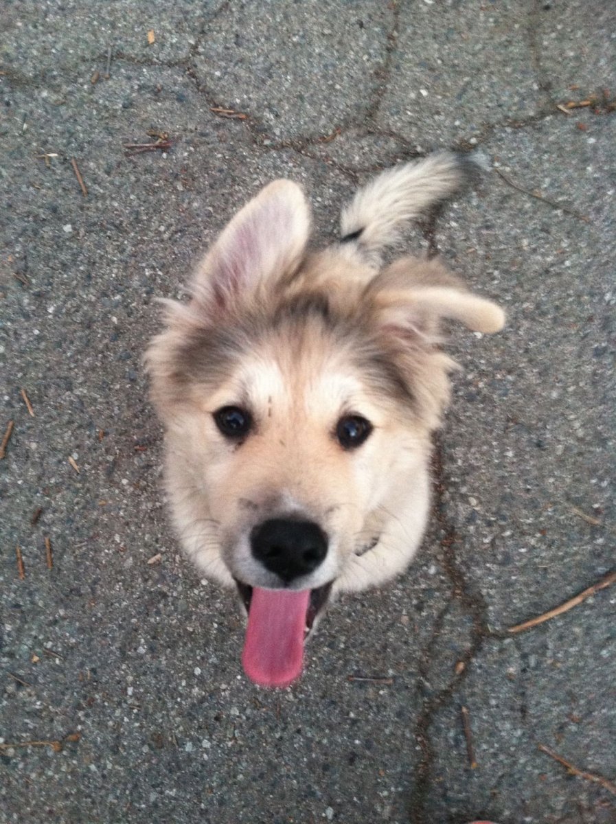 Милые беспородные собаки