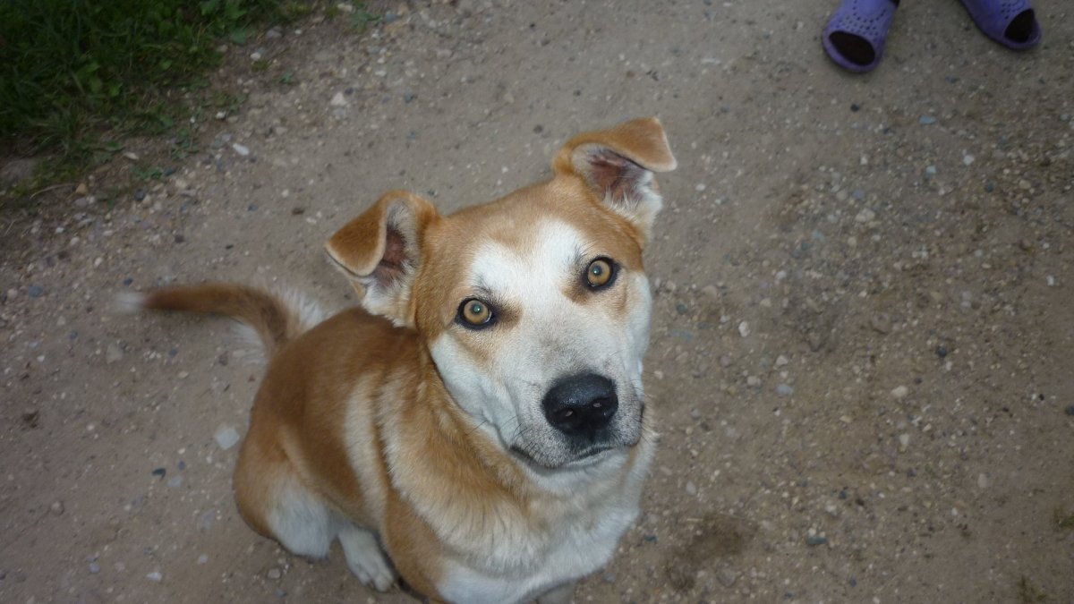 Рыже белая собака дворняжка