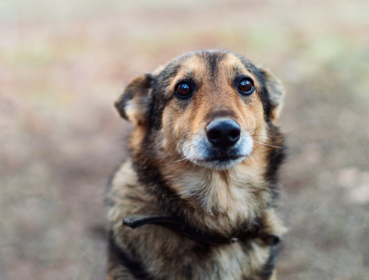 Грустная дворняга