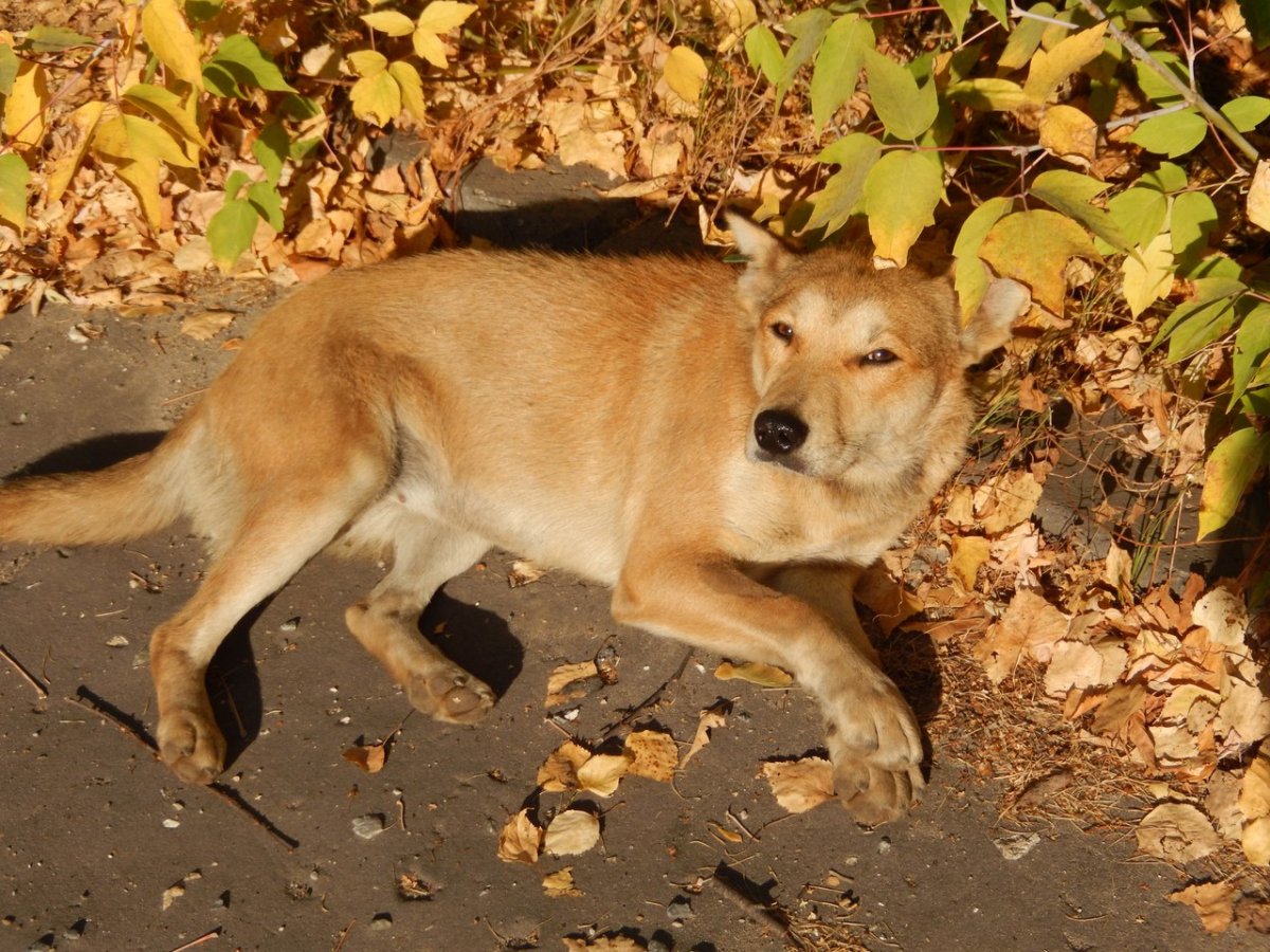Маленькая рыжая собачка дворняжка