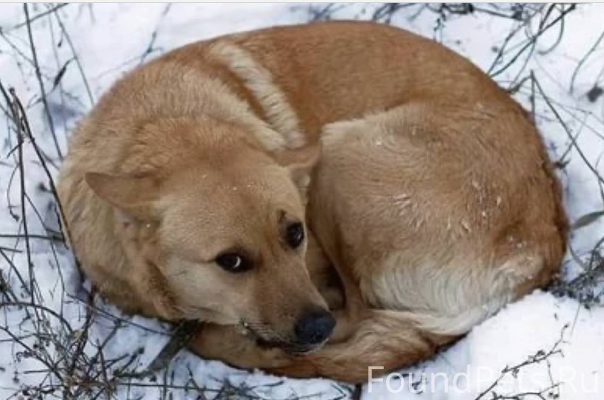 Рыжая собака дворняга