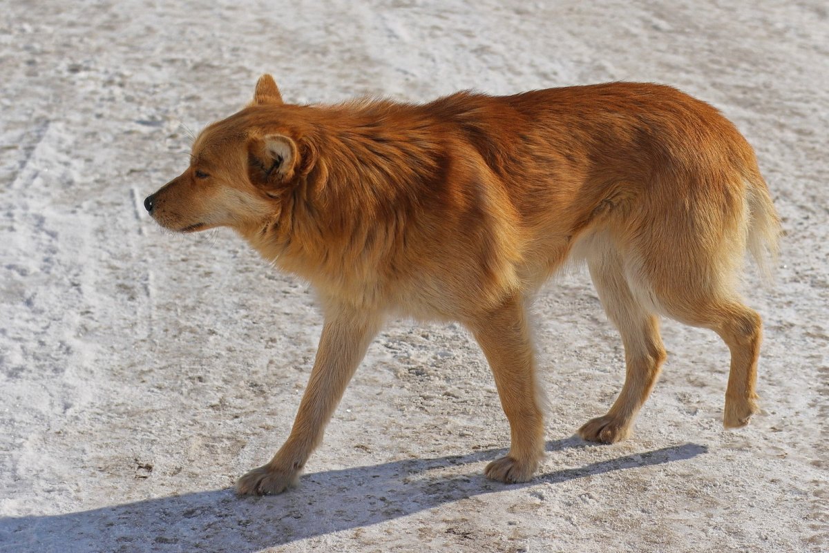 Рыжий пес дворняга
