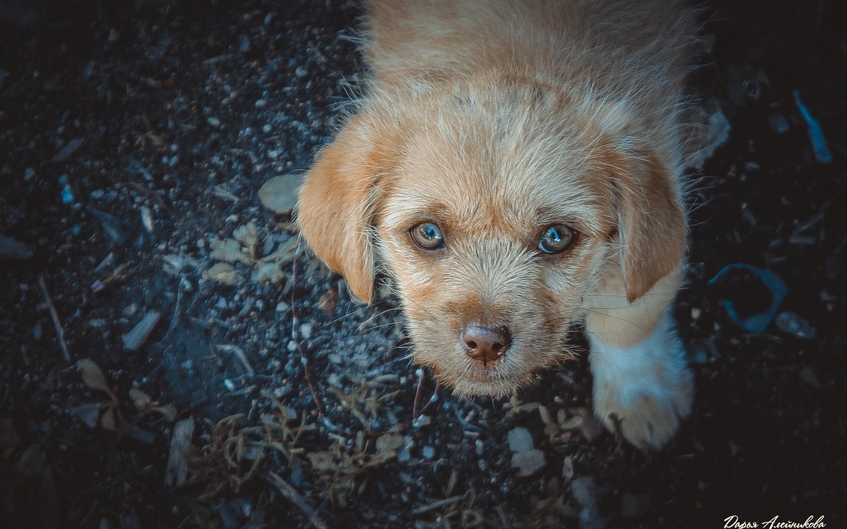 Жалостливый щенок