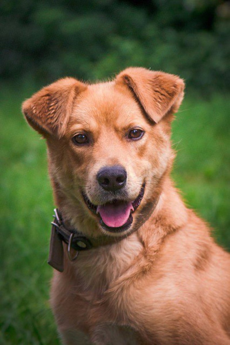 Порода двортерьер