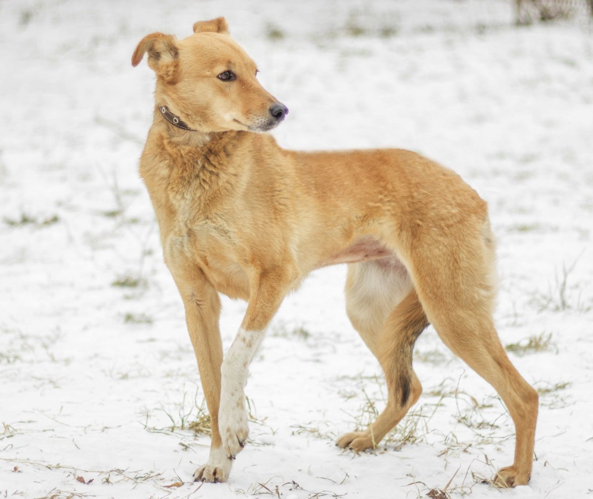 Порода собак дворняжка