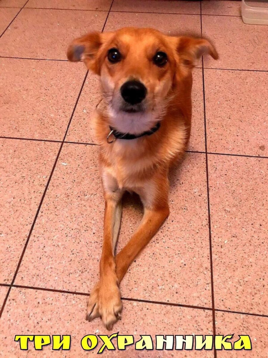Собака дворняжка рыжая