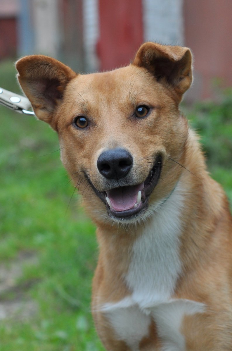 Собака дворняжка рыжая