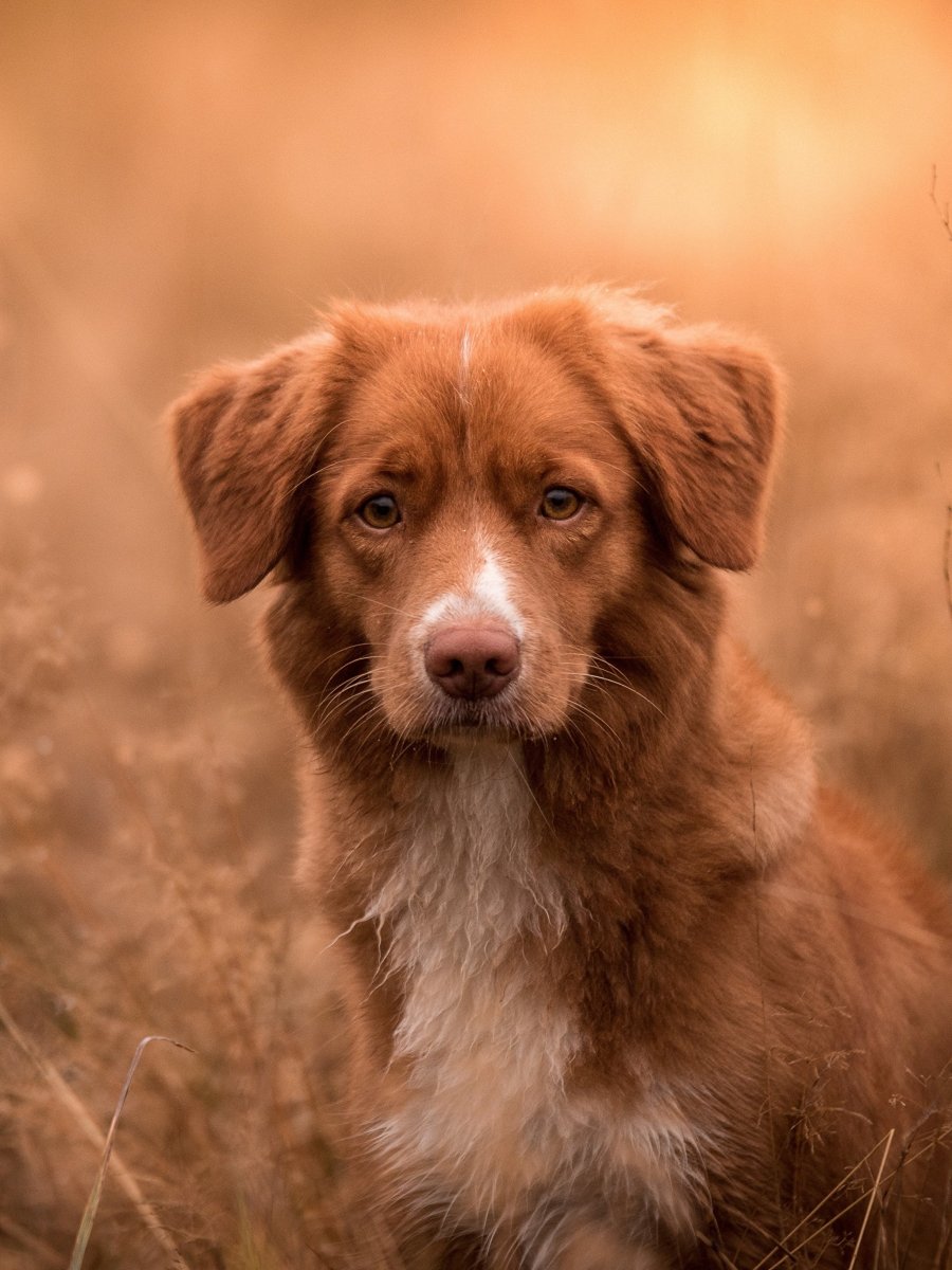 Новошотландский ретривер
