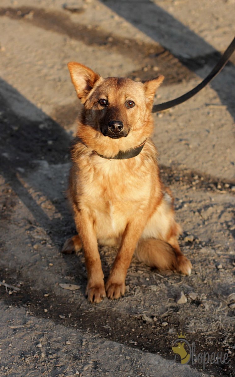 Рыжая собака дворняга