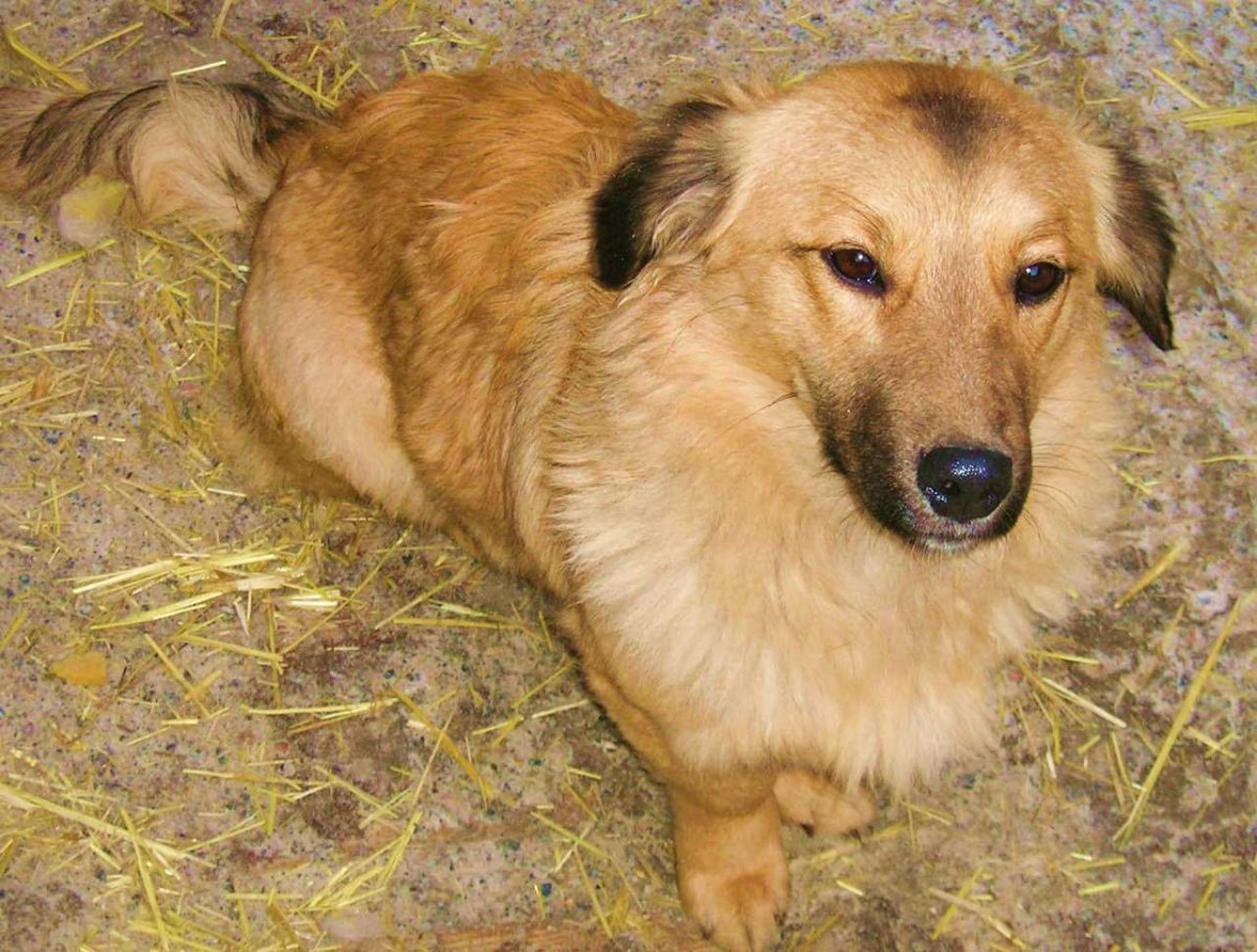 Порода двортерьер