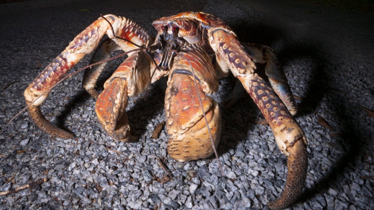 Краб из suspect