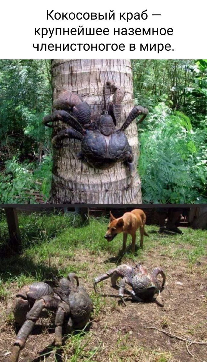 Паук кокосовый вор