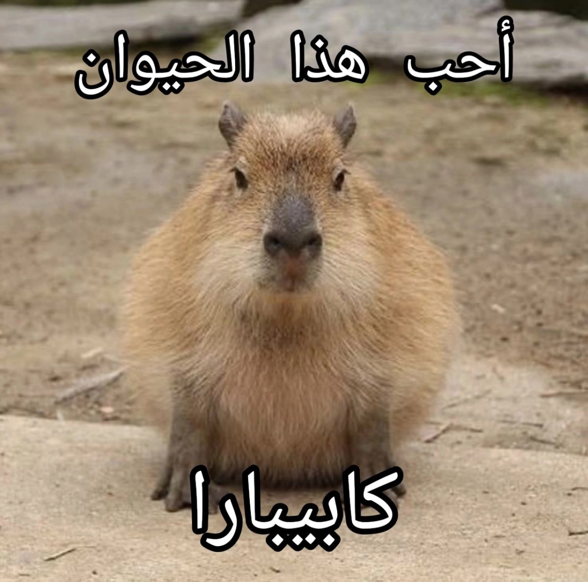 Капибара Игнат