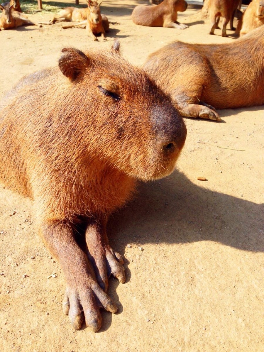 Мертвая капибара