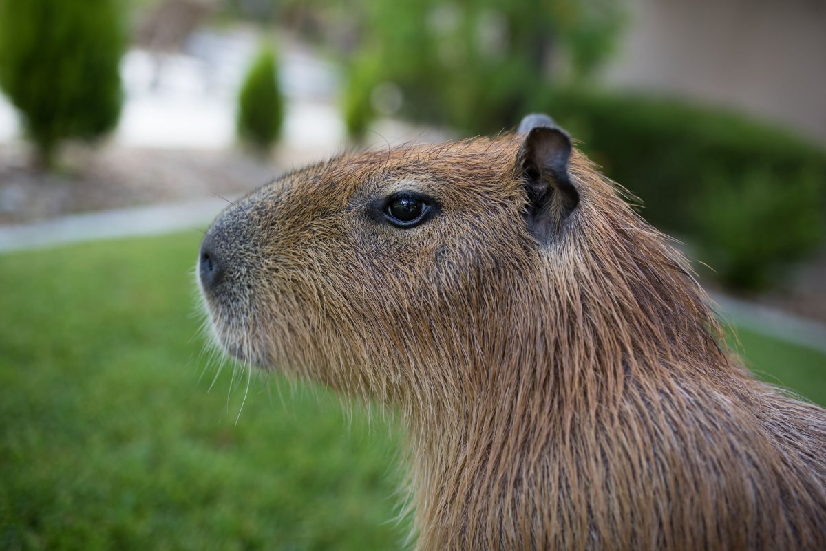 Капибар мажор