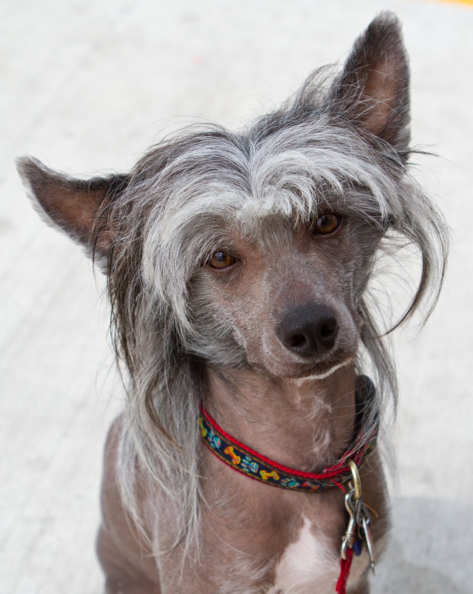 Мексиканская хохлатая собачка