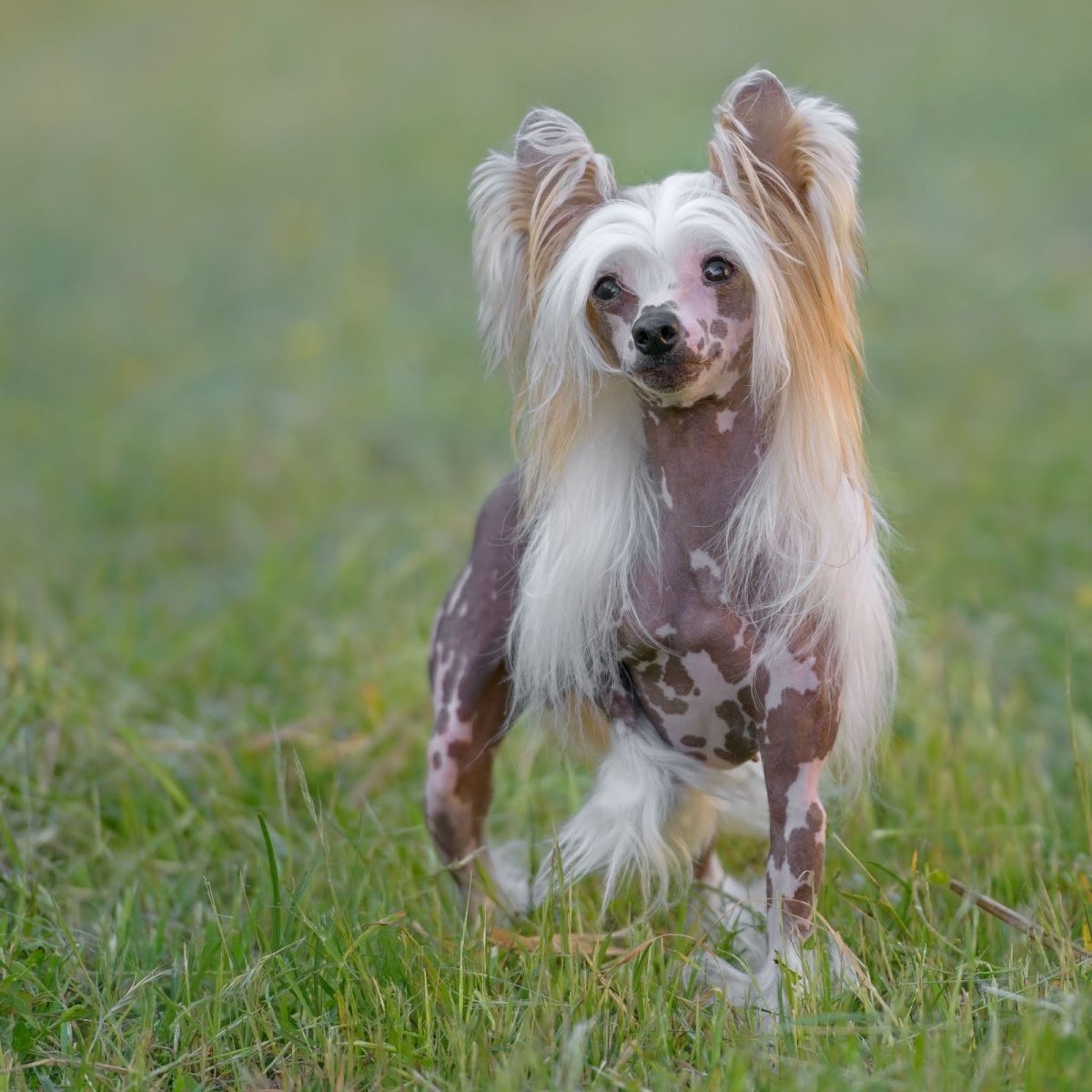 Мексиканская хохлатая собачка
