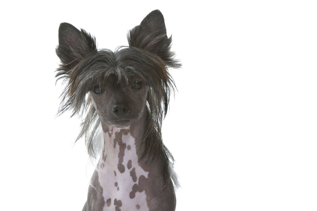 Китайская хохлатая собака арт