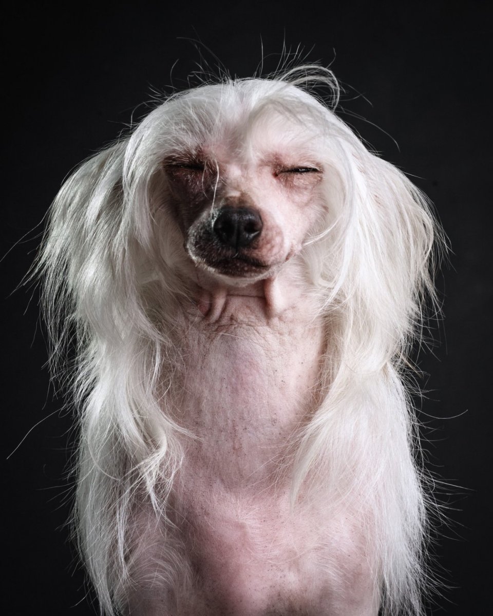 Лысая собака с волосами на голове